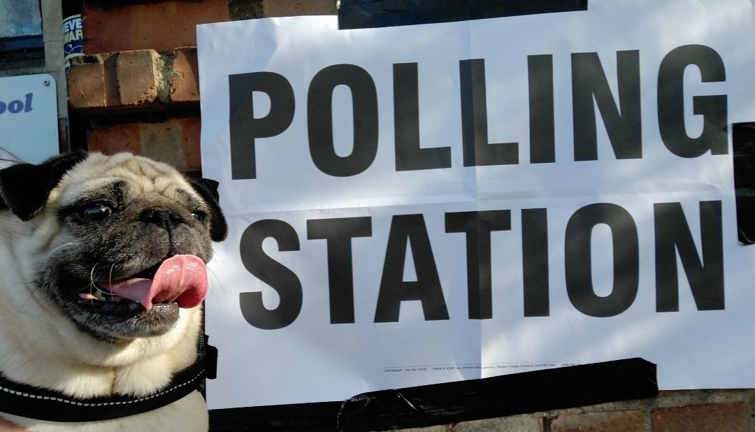 Betty says "please vote, thanks". 🐾❤
#pawthemany 🌹
#dogsatpollingstations