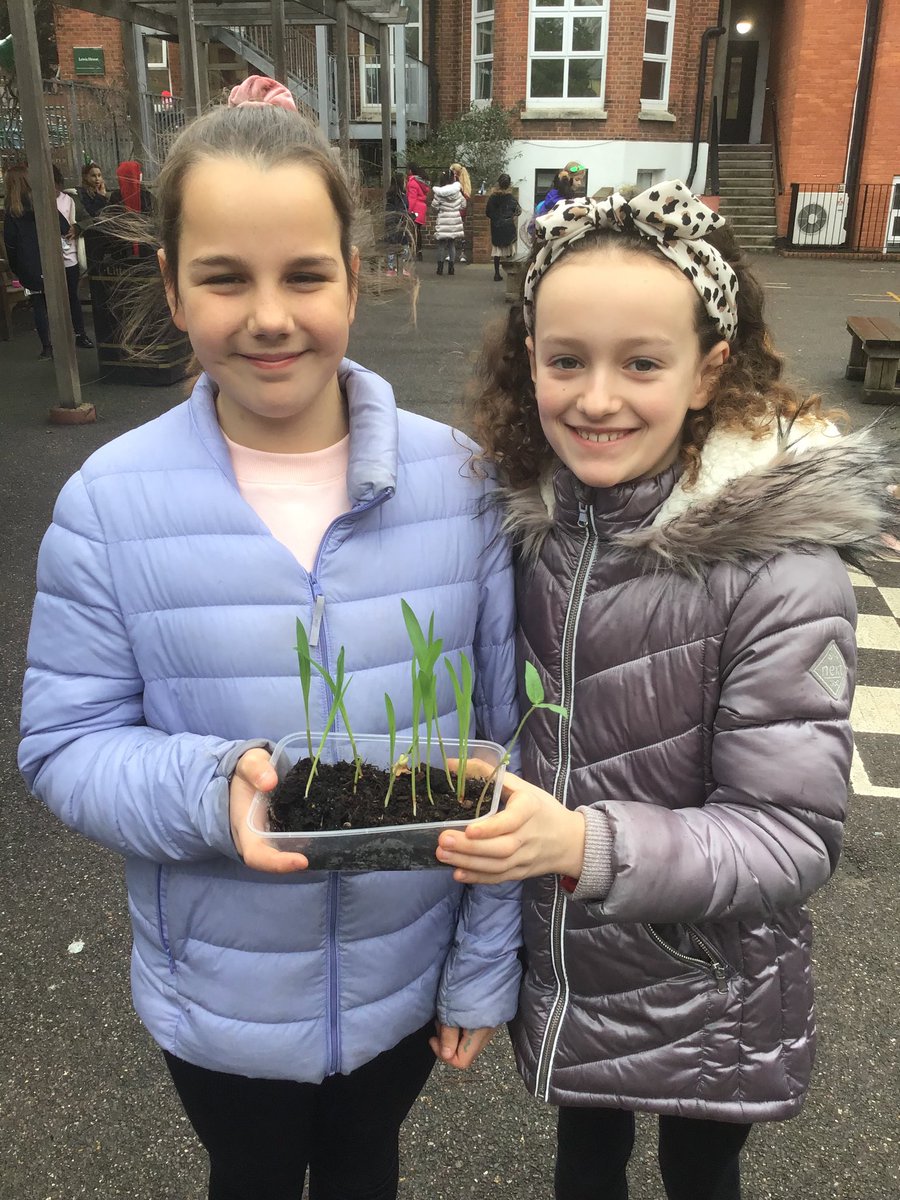 JScience_WHS's tweet image. How will we grow crops on Mars? First step for Y5 Extreme Engineers ⁦@WimbledonHigh⁩ ⁦@Juniors_WHS⁩ is to see if we can grow a crop in the winter here on planet Earth... A little way to go yet! Thank you to ⁦@NFUEducation⁩ for your advice! ⁦@Biology_WHS⁩