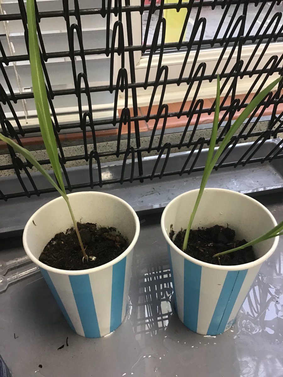 JScience_WHS's tweet image. How will we grow crops on Mars? First step for Y5 Extreme Engineers ⁦@WimbledonHigh⁩ ⁦@Juniors_WHS⁩ is to see if we can grow a crop in the winter here on planet Earth... A little way to go yet! Thank you to ⁦@NFUEducation⁩ for your advice! ⁦@Biology_WHS⁩