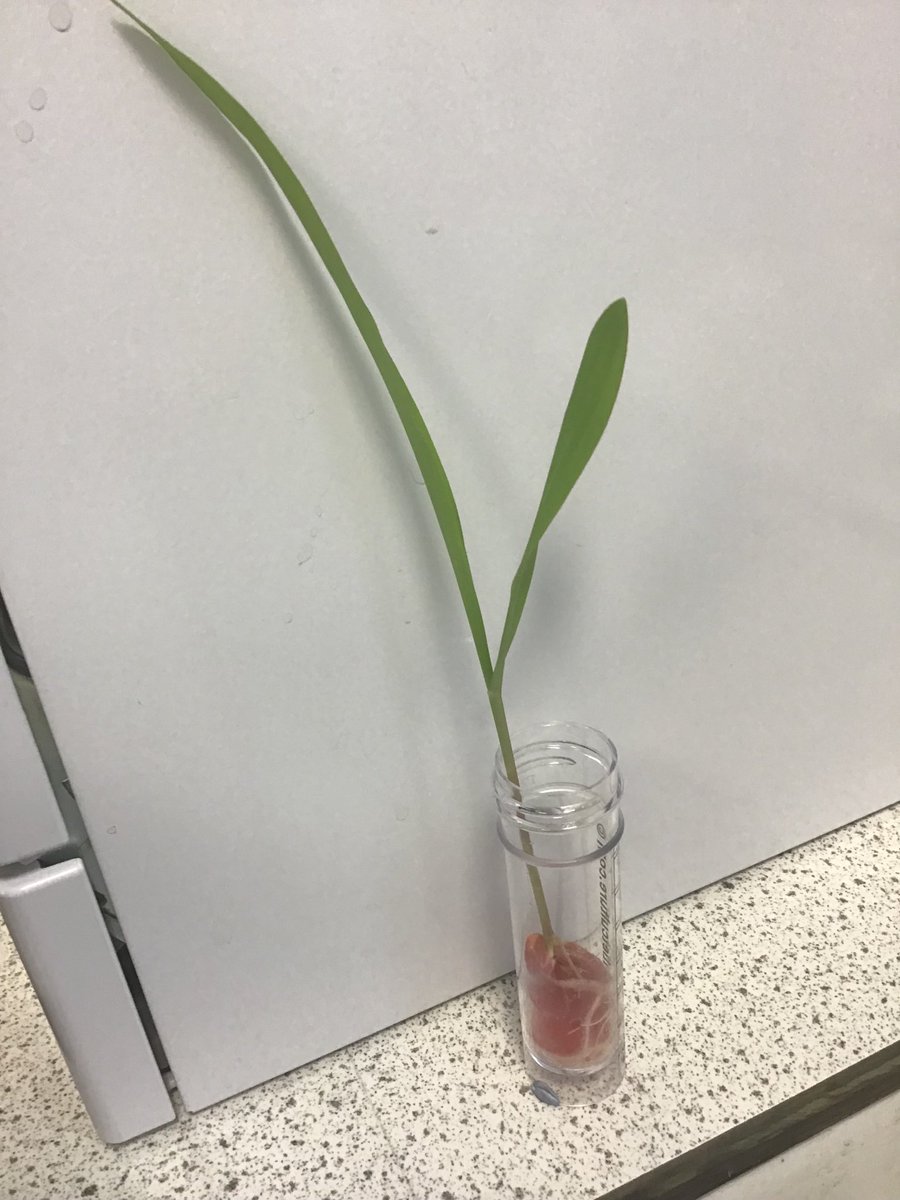 JScience_WHS's tweet image. How will we grow crops on Mars? First step for Y5 Extreme Engineers ⁦@WimbledonHigh⁩ ⁦@Juniors_WHS⁩ is to see if we can grow a crop in the winter here on planet Earth... A little way to go yet! Thank you to ⁦@NFUEducation⁩ for your advice! ⁦@Biology_WHS⁩