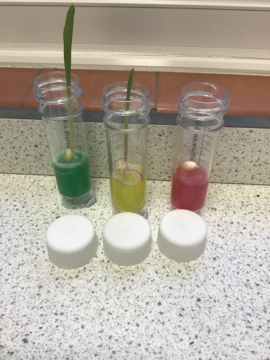 JScience_WHS's tweet image. How will we grow crops on Mars? First step for Y5 Extreme Engineers ⁦@WimbledonHigh⁩ ⁦@Juniors_WHS⁩ is to see if we can grow a crop in the winter here on planet Earth... A little way to go yet! Thank you to ⁦@NFUEducation⁩ for your advice! ⁦@Biology_WHS⁩