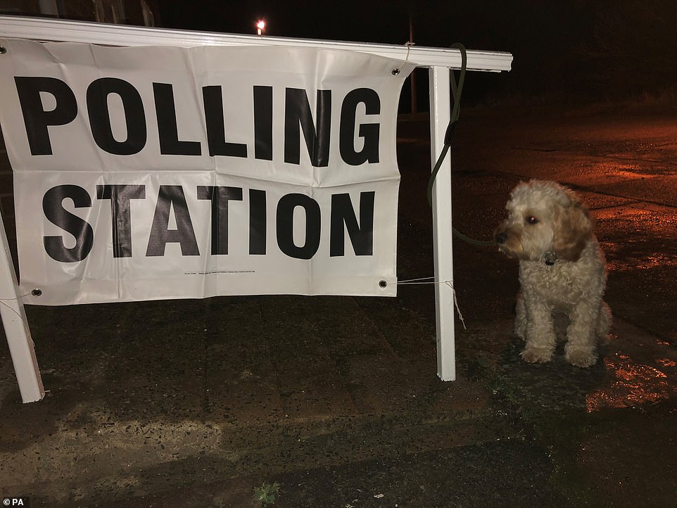 Dr_Dan_1's tweet photo. While #dogsatpollingstations trends, not a single party acknowledged the rise of dog theft in their manifesto. At least six dogs will be stolen today - probably many more. Please don't leave your dog unattended. #DogsAreFamily #PetTheftReform https://t.co/YSX2eue1i7