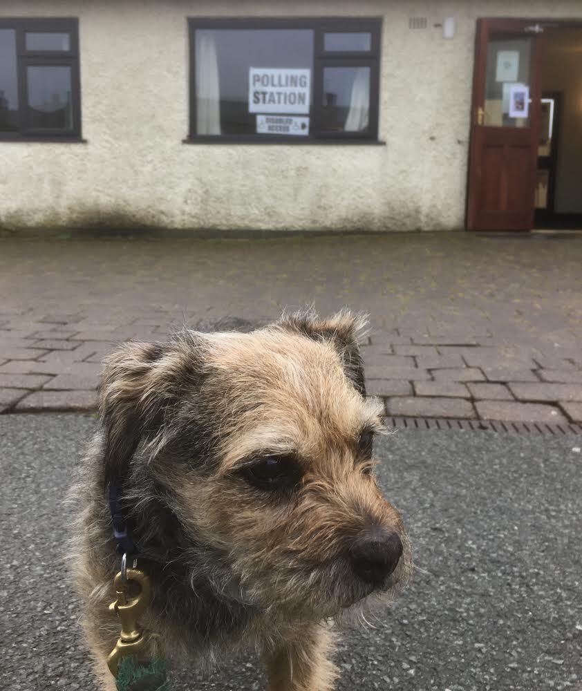 stan_border's tweet image. Another election? I only go for the biscuits from the lovely humans at the Dolphinholme polling station #dolphinholme #dogsatpollingstations #borderterriervote