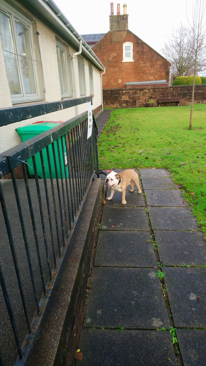 #dogsatpollingstations This tough guy made sure his owner voted for @Andrew_Hilland in #LanarkHamiltonEast 👍😁#VoteLabour2019 #VoteLabourDecember12