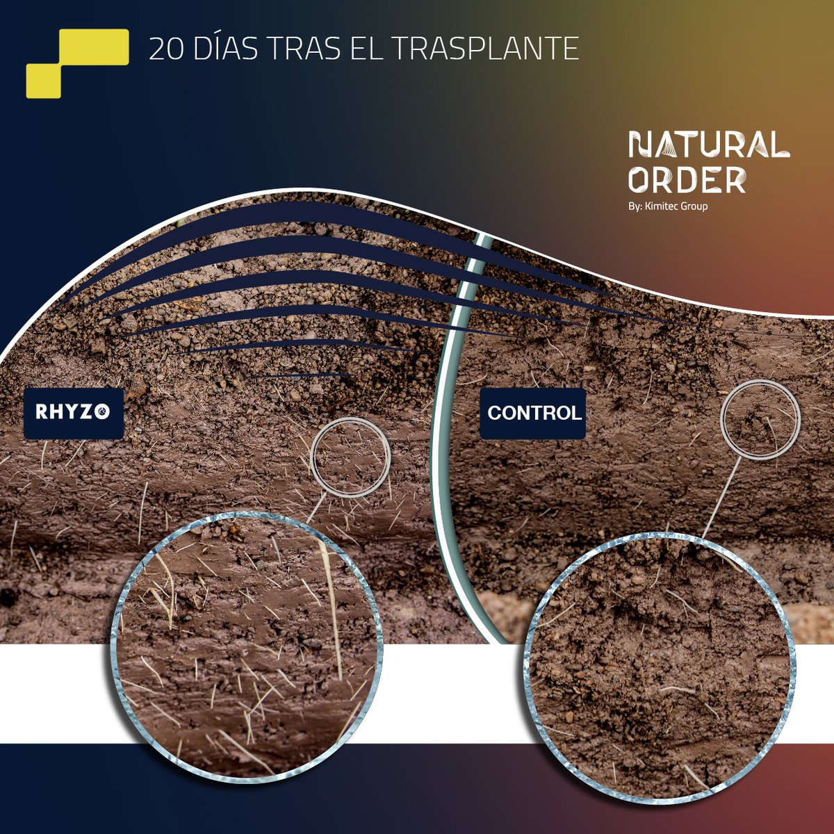 NaturalorderEs's tweet photo. Desde #KimitecAgro os enseñamos los resultados obtenidos en un #ensayo con #Rhyzo en #cultivo de #berenjena en el que se quería evaluar el desarrollo radicular de las plantas tratadas con nuestro producto. Obtuvimos alta densidad de raíces secundarias y pelos absorbentes. #agro https://t.co/2NVXxoIXNI
