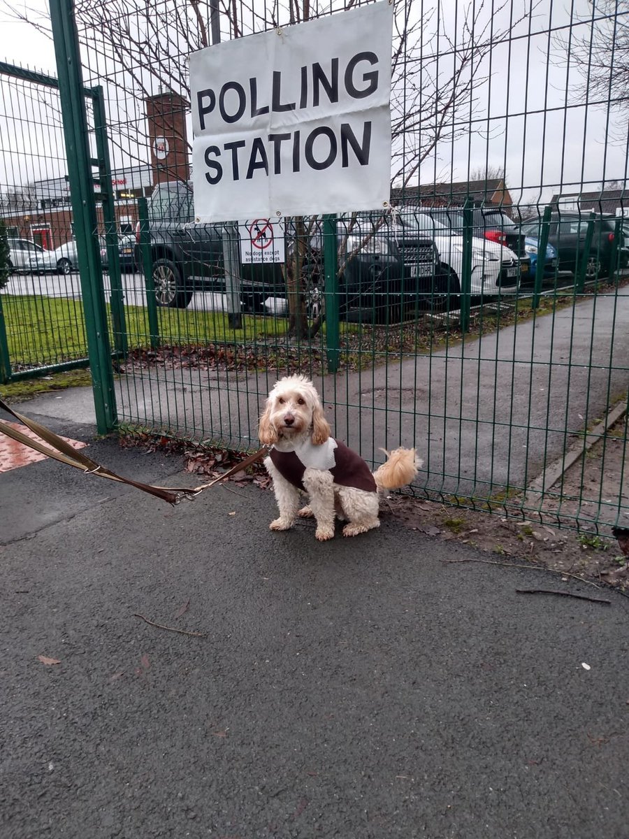 Things Bert has in common with Boris: shaggy blond hair, a tendency to wear inappropriate clothing and a record of trying to get into the fridge. Where they differ: Bert is loyal, never lies, and believes in social justice (even for cats). #dogsatpollingstations