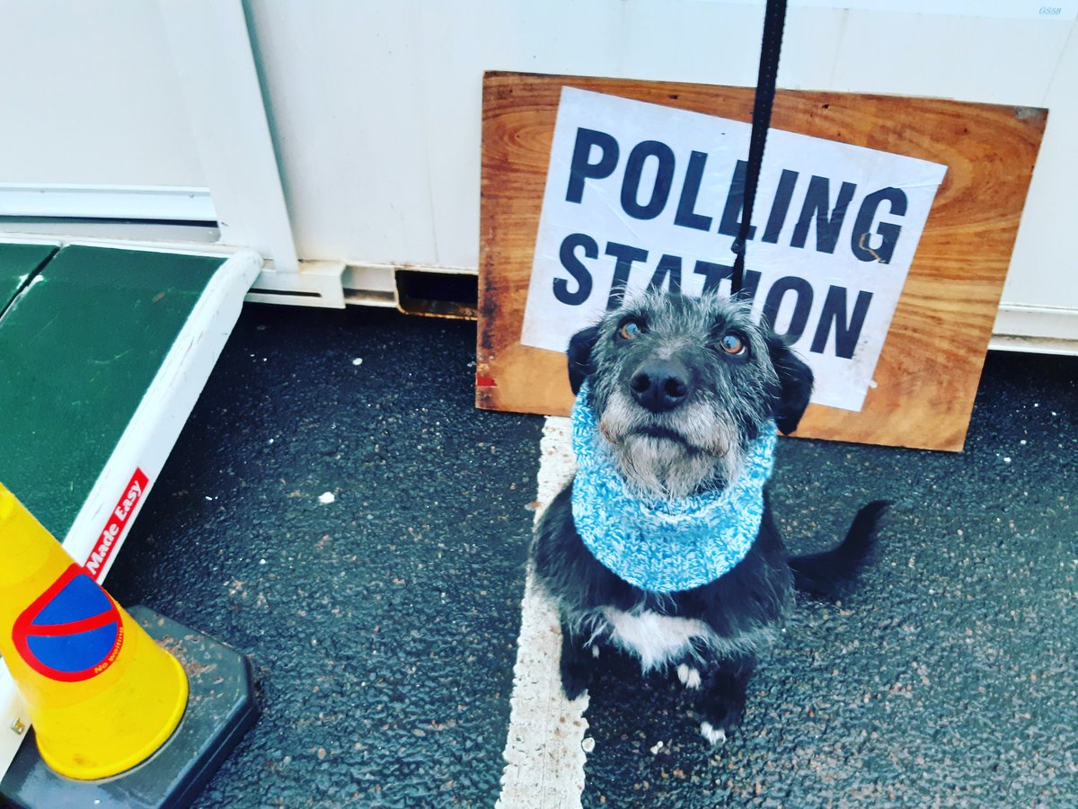 padyoga's tweet photo. For the beardy not the few. #LabourDog #dogsatpollingstations
#votingdog https://t.co/WOCtPmjXWH