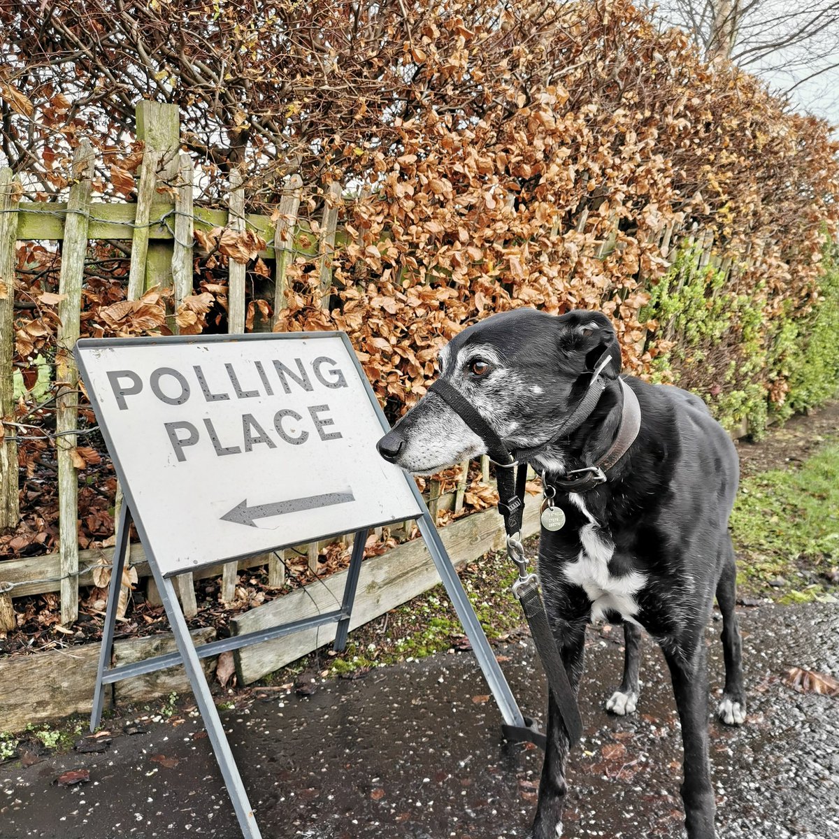 frequentflyert's tweet photo. Dylan carrying out his democratic duty. Remember to vote today, You have till 10pm. This election could be very close๐ณ #dogsatpollingstations #democracticdog #electionday #remembertovote #useyourvote #votesfordogs #adogslife #2019election #votesforbones https://t.co/Y6SBZO6gAf