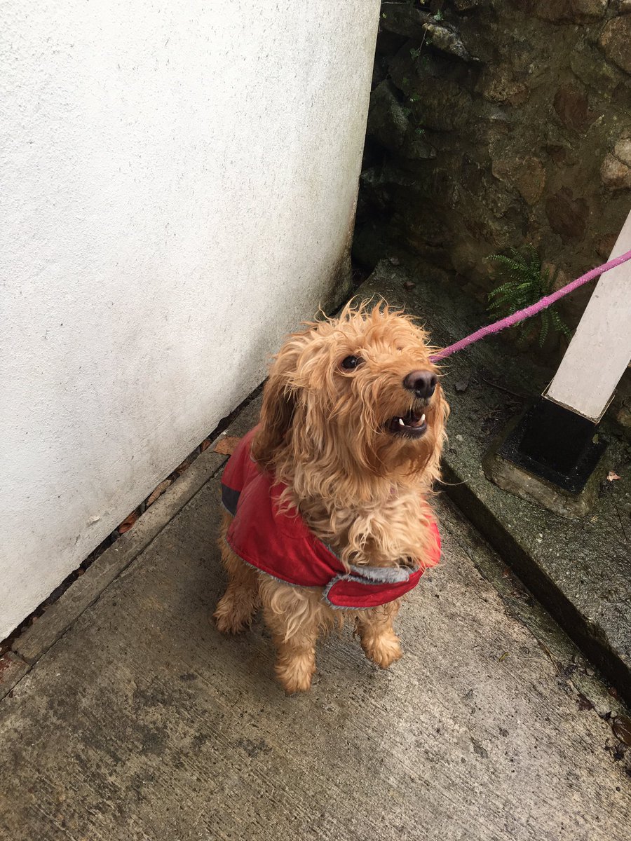 Sporting red🌹 #VoteLabourOnThursday #dogsatpollingstations