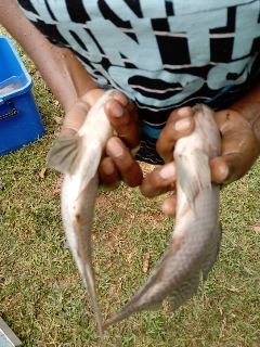 ElyseeMupa's tweet photo. #FONAPEL2019
Les #textes #legaux en #RDC sont #dépassés et ne permettent pas au secteur de la #pêche d être amélioré . @UN @SOSFAIM @YpardAfrica @Ypard RDC @FAOfish @GasheOngd @RFUK @Reaganmbana @InterVision_Sys @ICRAF @CIFOR @CIFOR_forets @Medium @ogfrdc @EquityUK https://t.co/cCSVybxEov