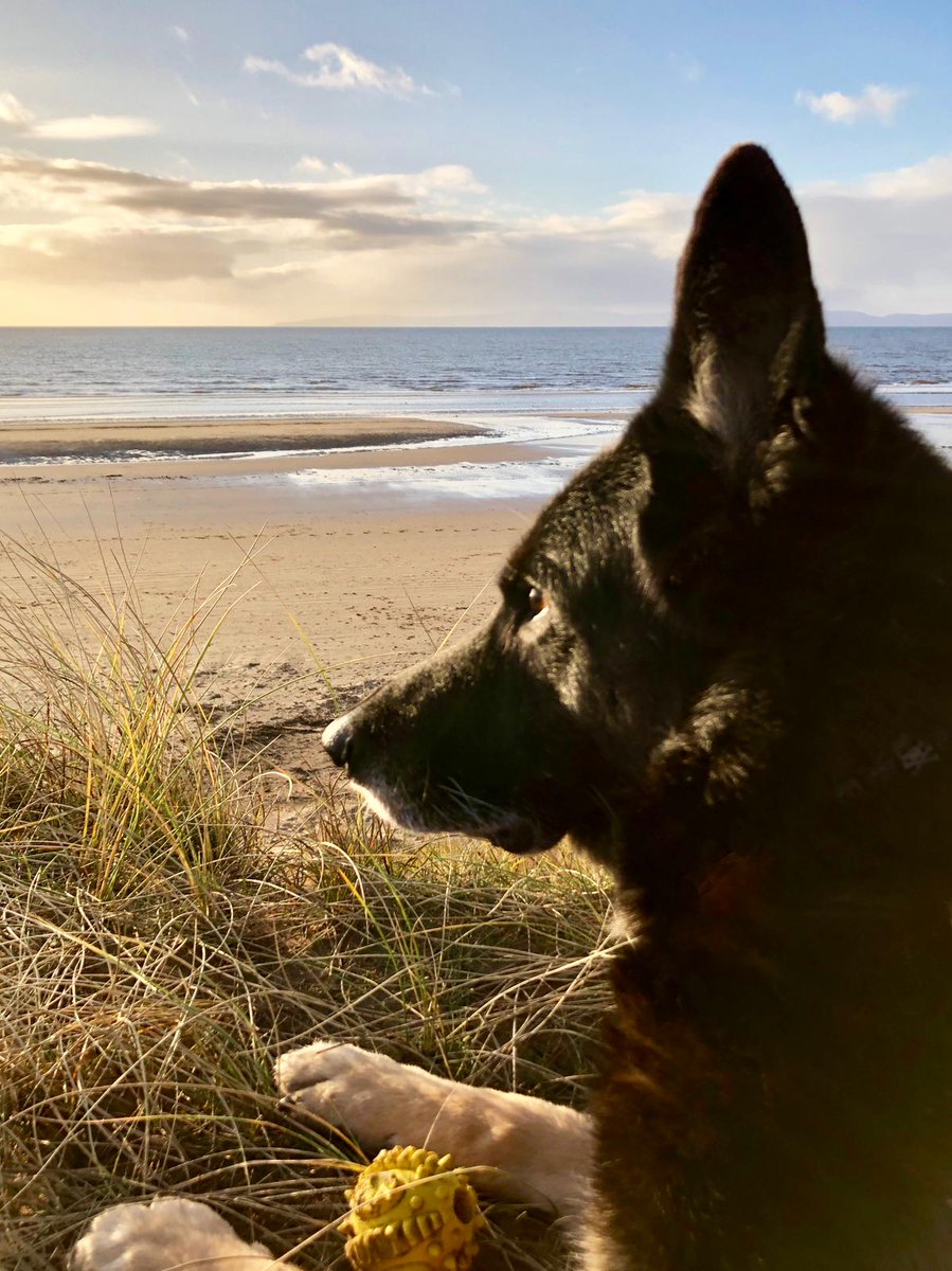 PSOSDogs's tweet photo. Its with great sadness i have to announce the passing of RetiredPD Roxy. #PDRoxy was a General Purpose dog gaining her first licence on her first birthday. Serving the community with distinction for 8 and half years #GirlsBestFriend (1/2) https://t.co/QQbynhkcrP