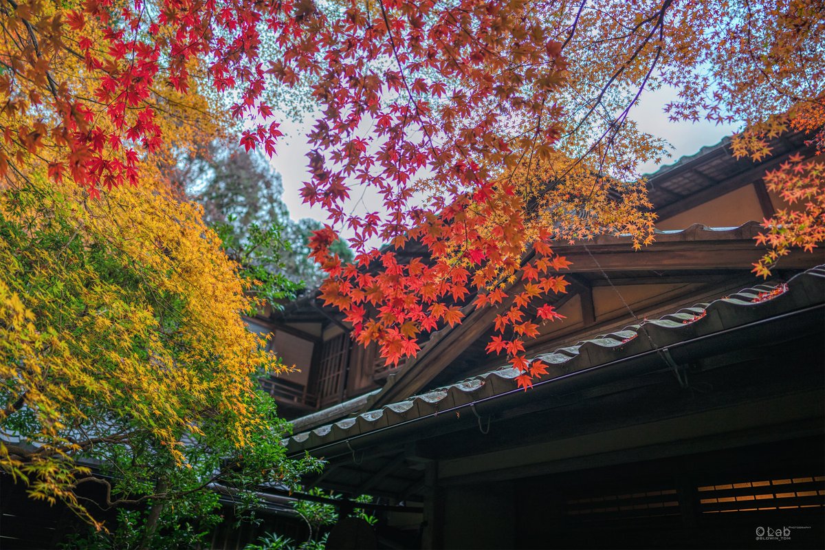 てんでんまい Re 晩秋絵巻 瑠璃光院 京都 紅葉 riii Zeiss