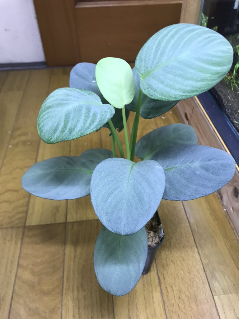 LA0217-03】Homalomena sp.銀鮫 ホマロメナ パルダリウム LA0217-03】Homalomena sp.銀鮫 ホマロメナ  パルダリウム, image size:768x1024