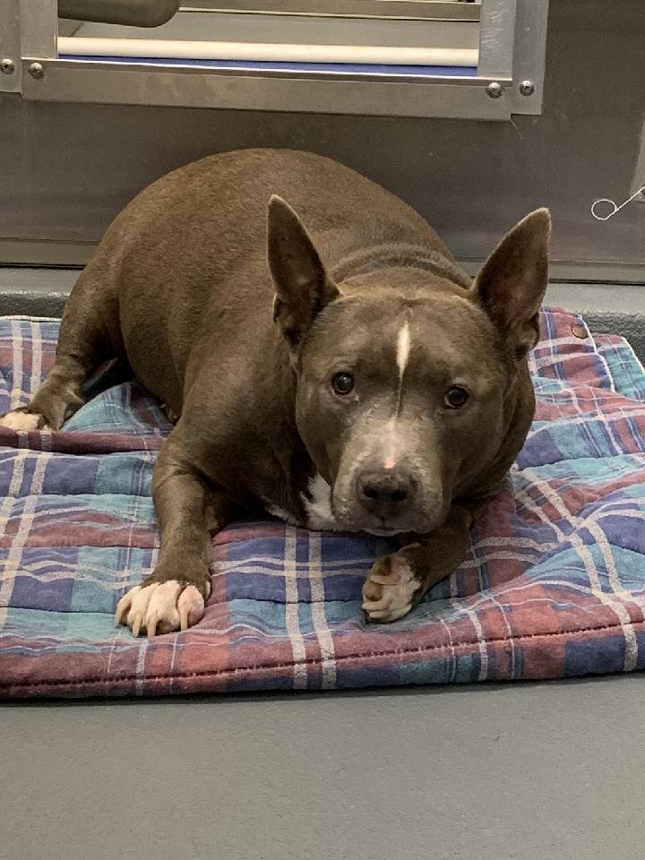 Memphis Pets Alive! tweet media