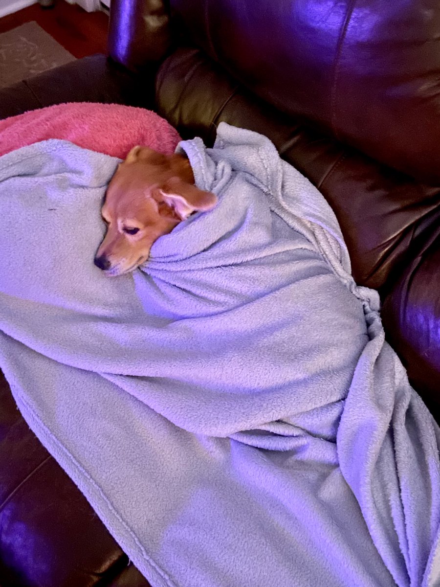 Bella all tucked in. ❤️💜 spoiled dog.