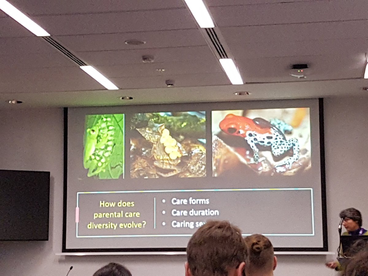 choonfuller's tweet photo. Great to see the research my undergraduate mentor Isabella Capellini has been doing looking at the evolution of parental care in frogs at #BES19 🐸 https://t.co/aK2n6jXfV5