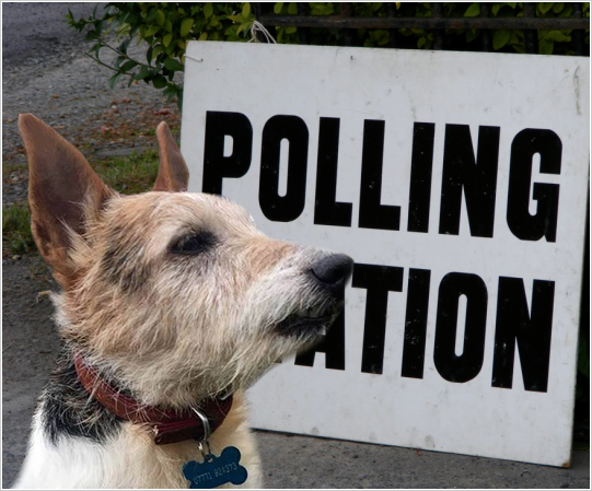hackupbespoke's tweet image. Smartie Pants took a walk to vote #caninebespokesupplements ##bespokeequinesupplements