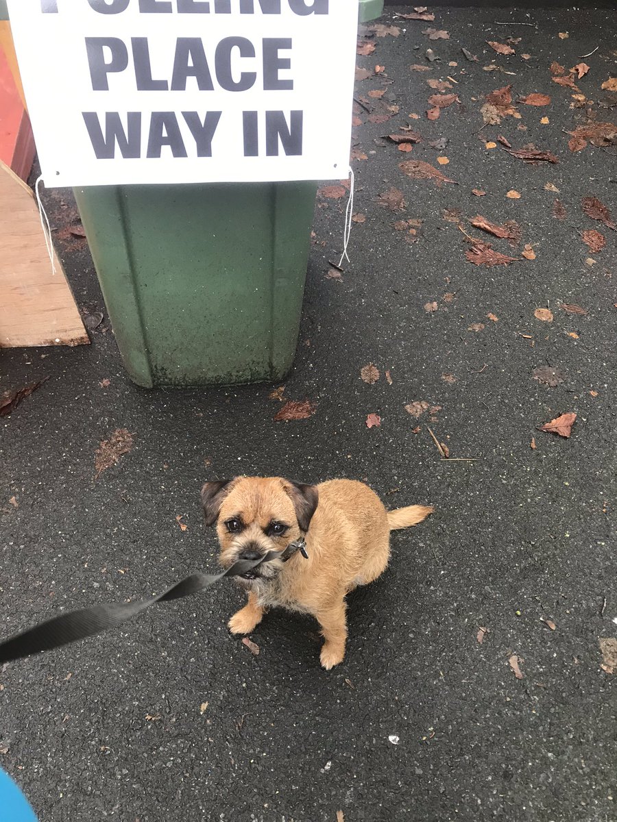 lyallt's tweet photo. Buddy votes for sausages! 
#GeneralElection2019 #dogsatpollingstations https://t.co/Bx9kL57PZs