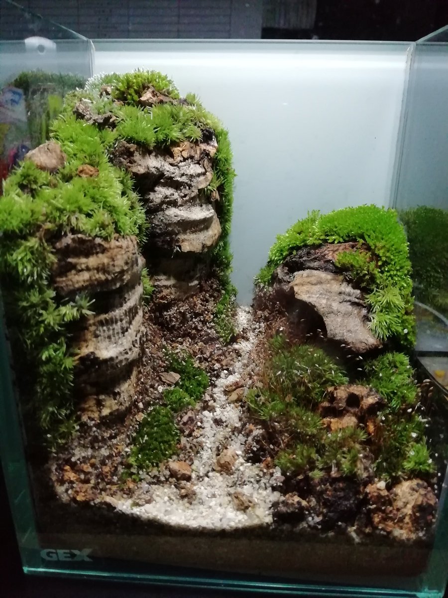 ペットプラザ大和高田池尻店アクア ミニアニマル やっと完成しました 苔リウム 苔アート アクアリウム アクアテラリウム イモリウム ペットプラザ大和高田池尻店 ペットプラザ大和高田池尻店アクア ミニアニマル やっと完成しました 苔リウム 苔アート アクアリウム アクアテラリウム イモリウム ペットプラザ大和高田池尻店