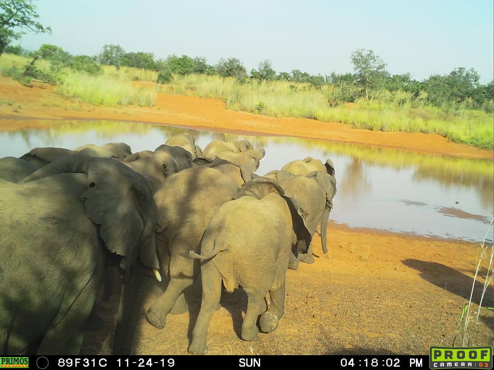WCS_Nigeria's tweet photo. With support from @TheWCS elephants in Yankari Game Reserve are now safe from poaching and with continued protection their numbers will surely increase. https://t.co/S1ebRZ67DZ