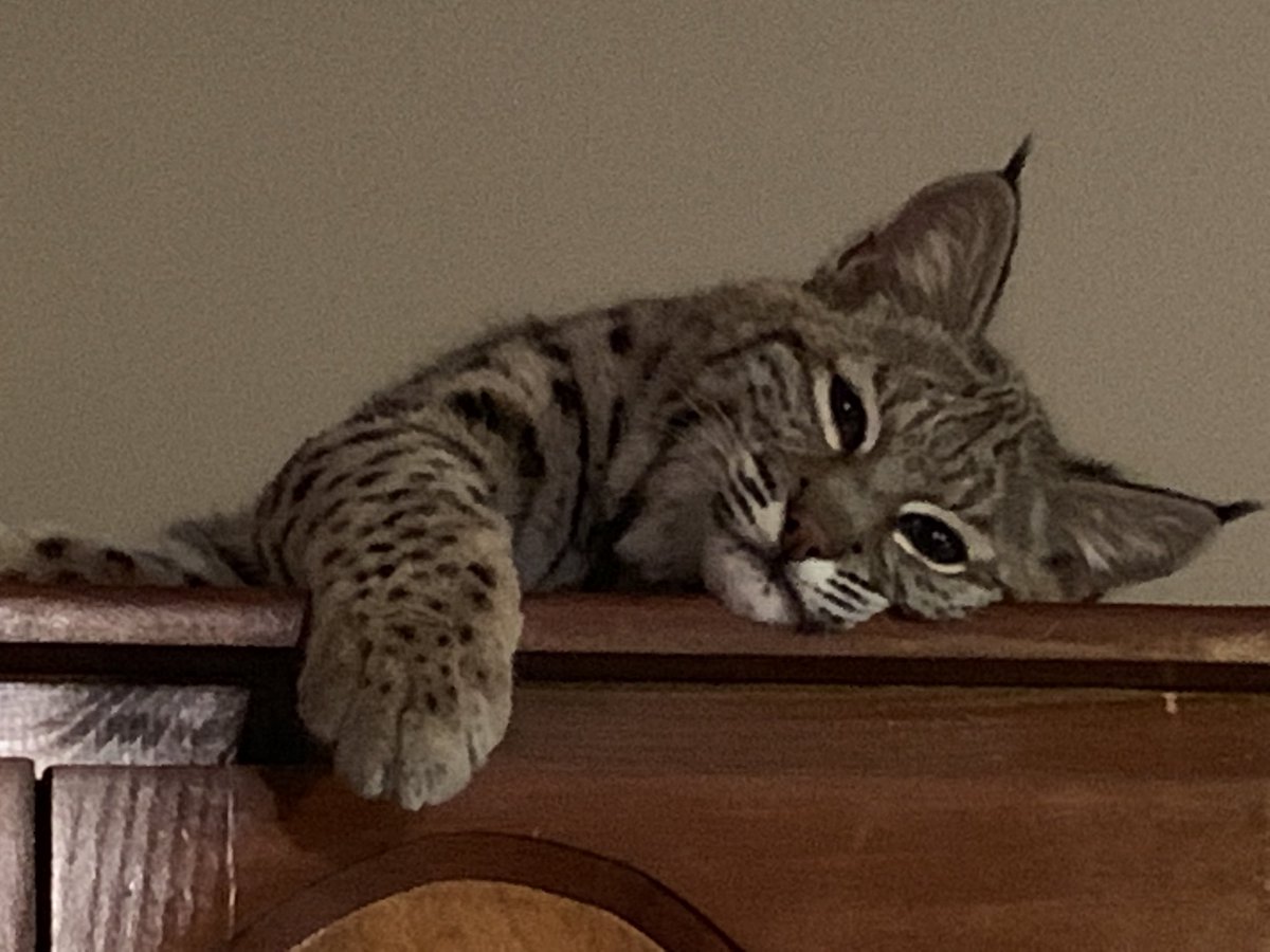 ZooProOH's tweet photo. Bobcats are fierce predators in the wild. They are able to jump as high as 12 feet and reach a top running speed of 34 mph! Hunter is getting ready to take a nap tonight. Like his wild counterparts, bobcats are crepuscular animals, meaning they are most active at dawn and dusk. https://t.co/QBLDaFAARJ