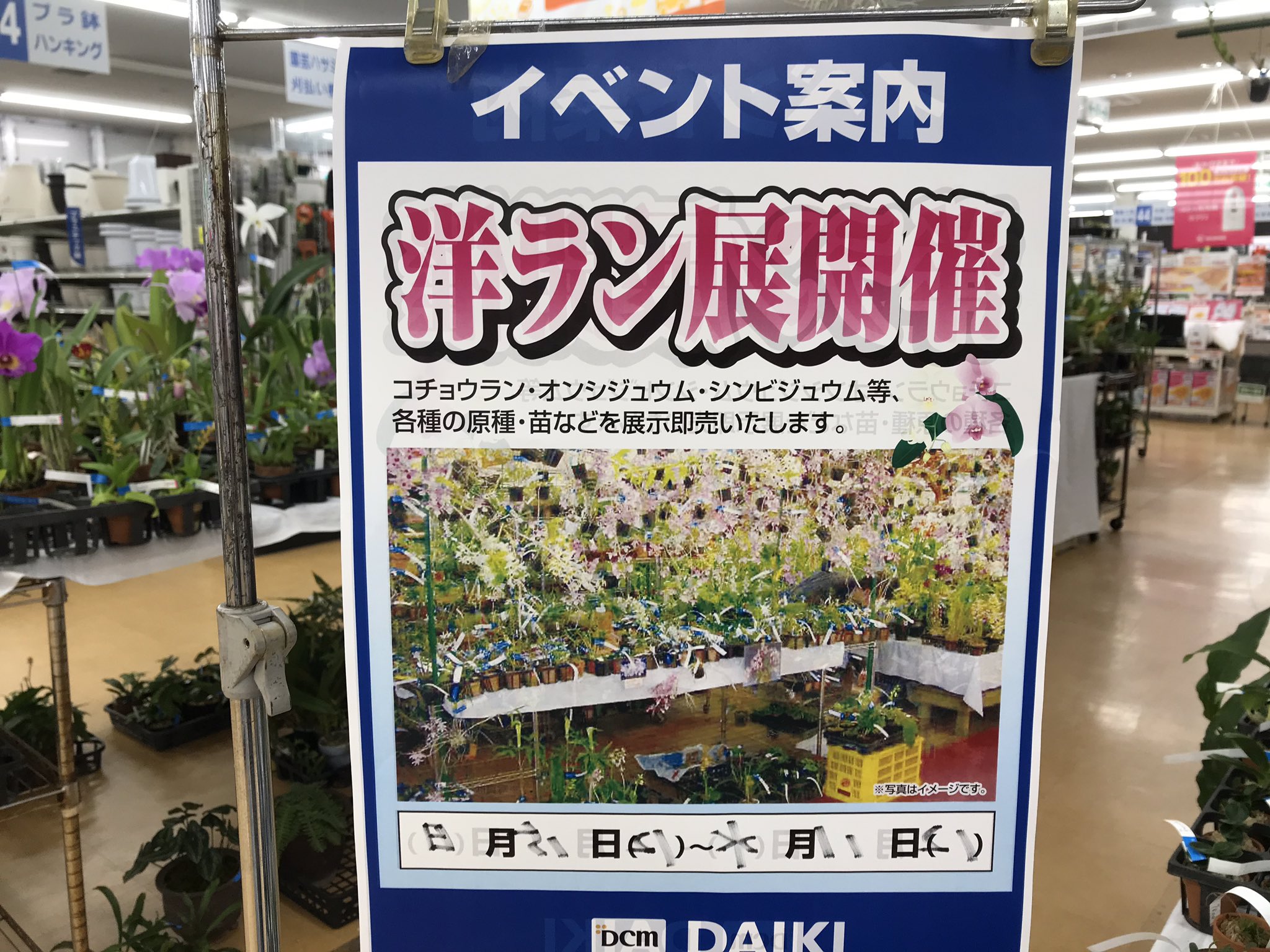 Tsubakiayano 大阪府茨木市のホームセンターダイキにて 洋ラン展が開催されていると聞いて行ってきたところ やばいやばい 半分はあたしの大好きな日本の植物もあり カンアオイも少ないけどありました 時間の問題で洋ランを見きれなかったけど バルボ