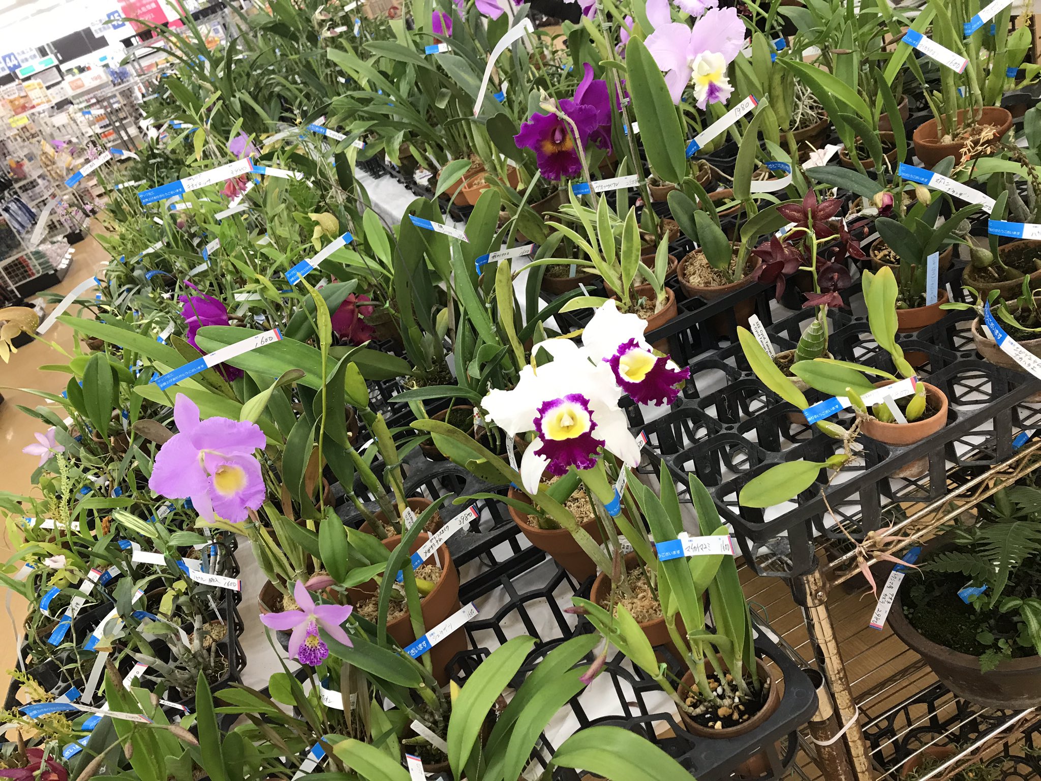 Tsubakiayano 大阪府茨木市のホームセンターダイキにて 洋ラン展が開催されていると聞いて行ってきたところ やばいやばい 半分はあたしの大好きな日本の植物もあり カンアオイも少ないけどありました 時間の問題で洋ランを見きれなかったけど バルボ