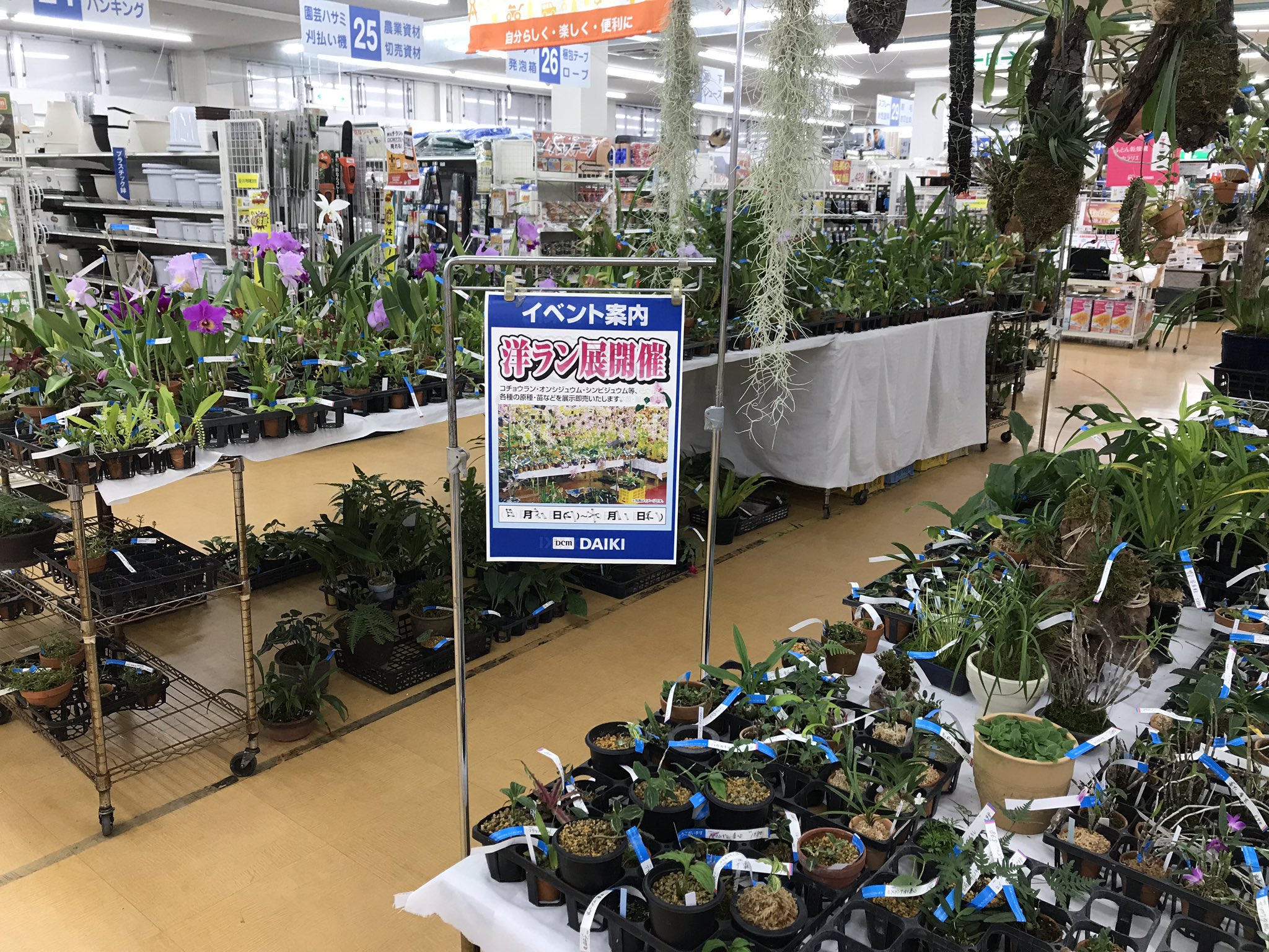 Tsubakiayano 大阪府茨木市のホームセンターダイキにて 洋ラン展が開催されていると聞いて行ってきたところ やばいやばい 半分はあたしの大好きな日本の植物もあり カンアオイも少ないけどありました 時間の問題で洋ランを見きれなかったけど バルボ