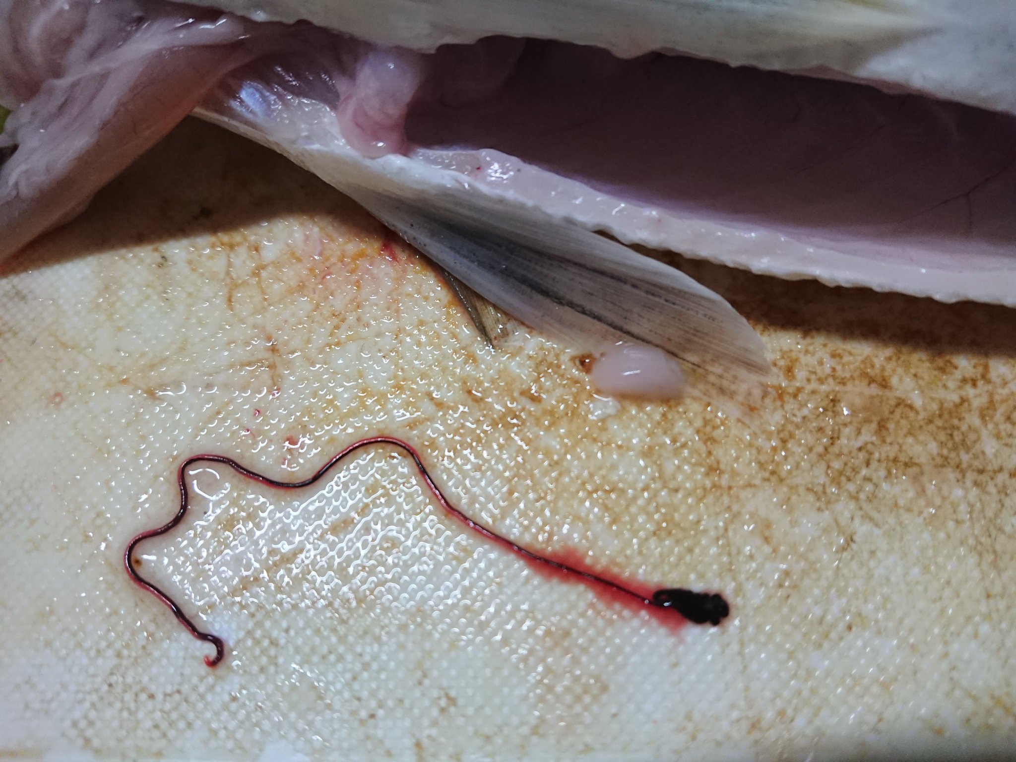 社友者 シーバスの卵巣から出てきた寄生虫フィロメトラ 卵食べてるときにも出てきやがった T Co Kdyb5qo7ub Twitter