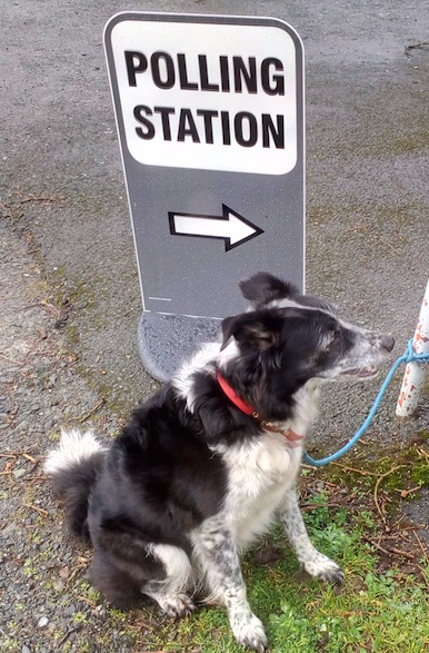 Not happy about me voting for a vet but when I told Belle we have to #voteNotTory as Tories are far-right liars, cowards & incompetents in hock to Russian money, tax-dodgers & hedge funds, she herded me in to vote @DannyVet Danny Chambers for North Cornwall #dogsatpollingstations