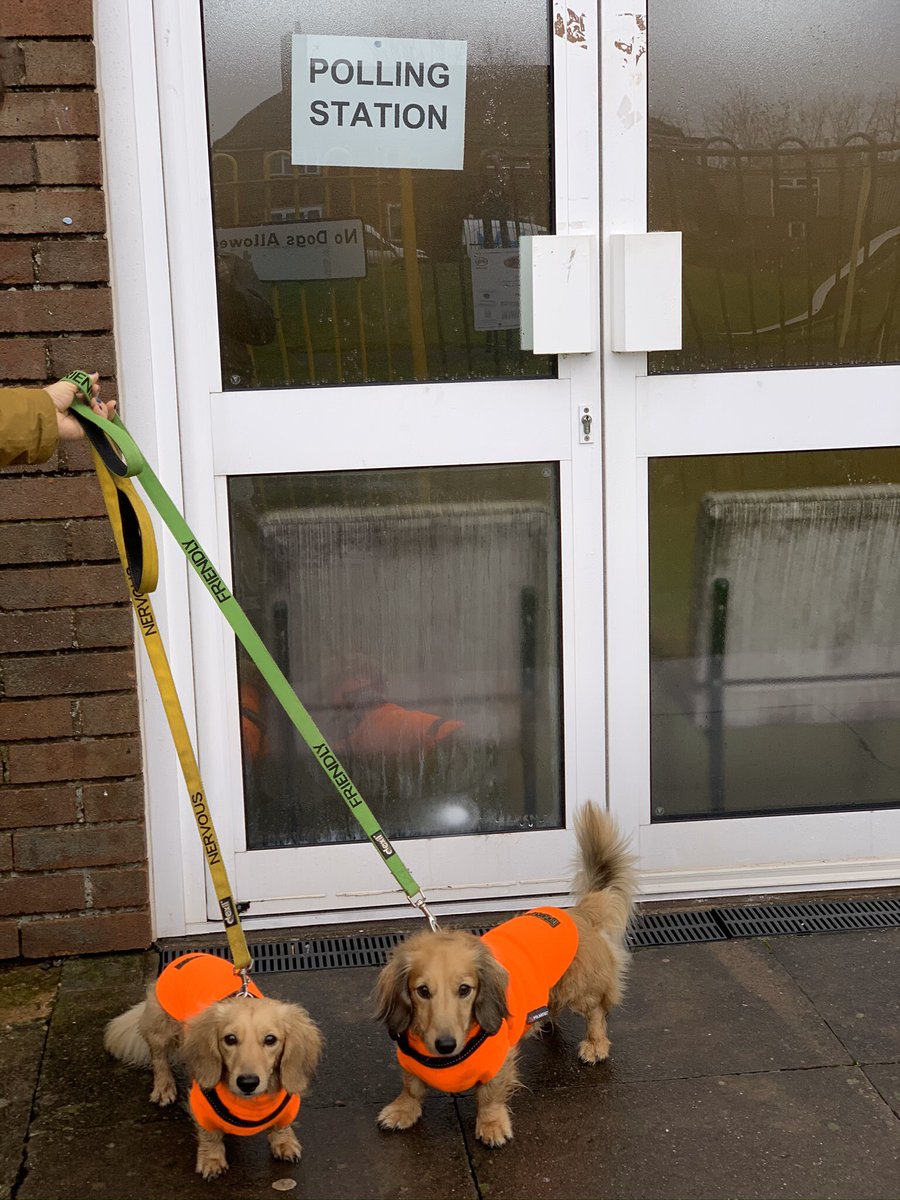 Keyresilience's tweet image. #dogsatpollingstations  Bertie and Freddie voting in the rain early today!