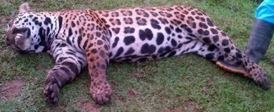 amelamacarena's tweet photo. Atención! Otro líder animal asesinado, se suma a los cientos de víctimas de la deforestación entre Florencia y Solano. 
En menos de 3 años en Cauca, Putumayo y Caquetá perdimos: 79 jaguares, 28 pumas
y 44 tigrillos.
¡Por favor @IvanDuque @ricardolozanop hagan algo! Favor RT. https://t.co/mbmBEdTCX1