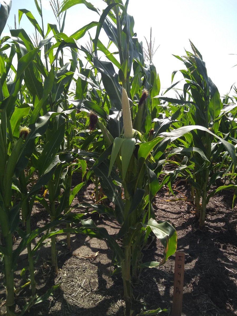 ba_comercial's tweet photo. Recorriendo el ensayo de densidades de @Sem_Illinois y preparando todo para la jornada Comercial en febrero 2020
#I550 #I767 #I797 #I799 #I893
🌽🌽 Los híbridos que rinden 🌽🌽 https://t.co/npwHeVpgjJ
