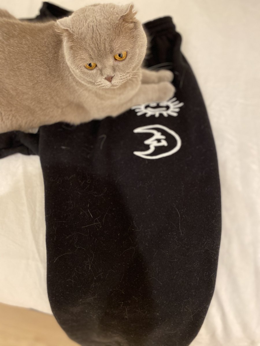 british cat sweatpants