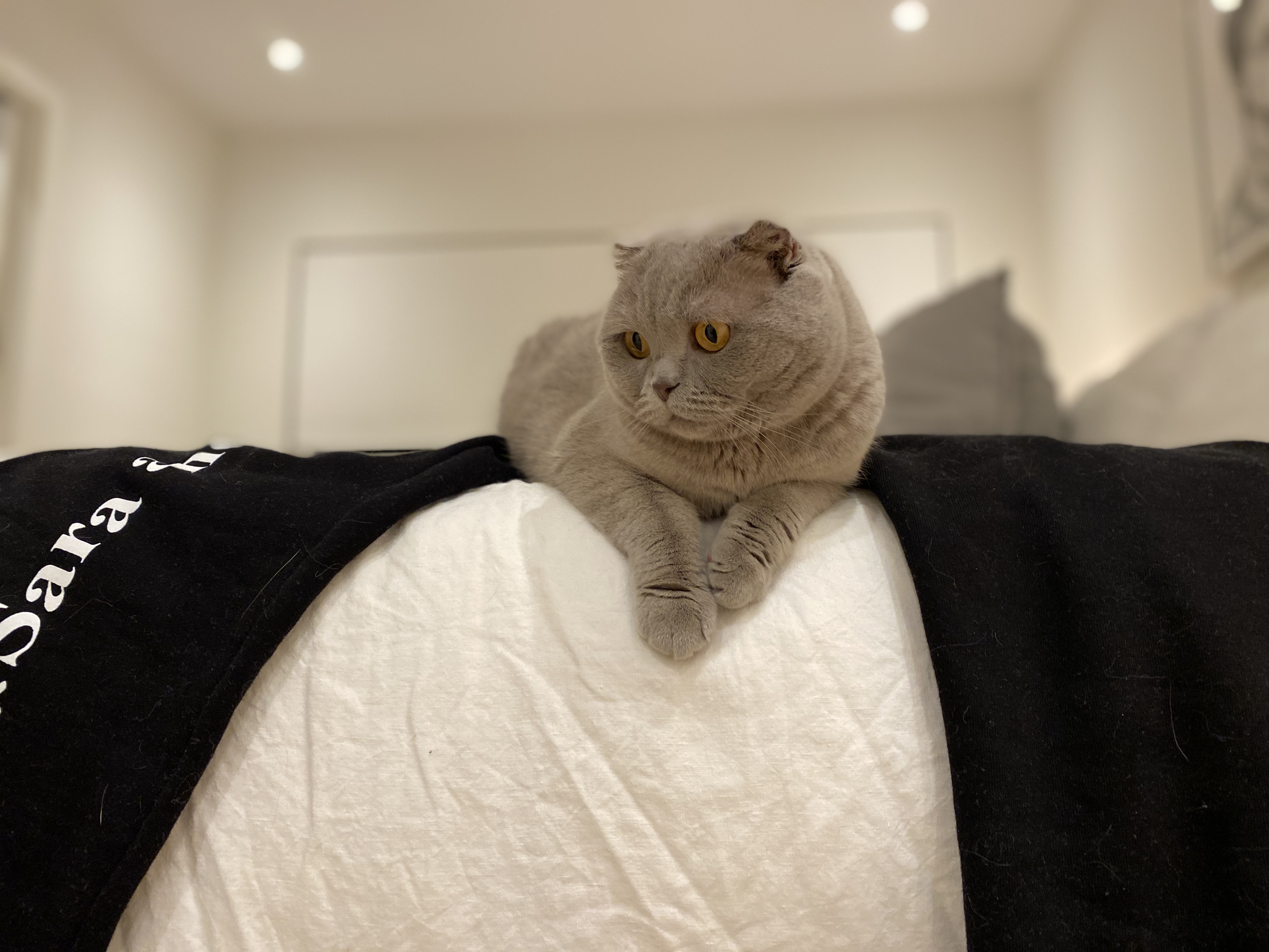 British cat sweatpants cheap