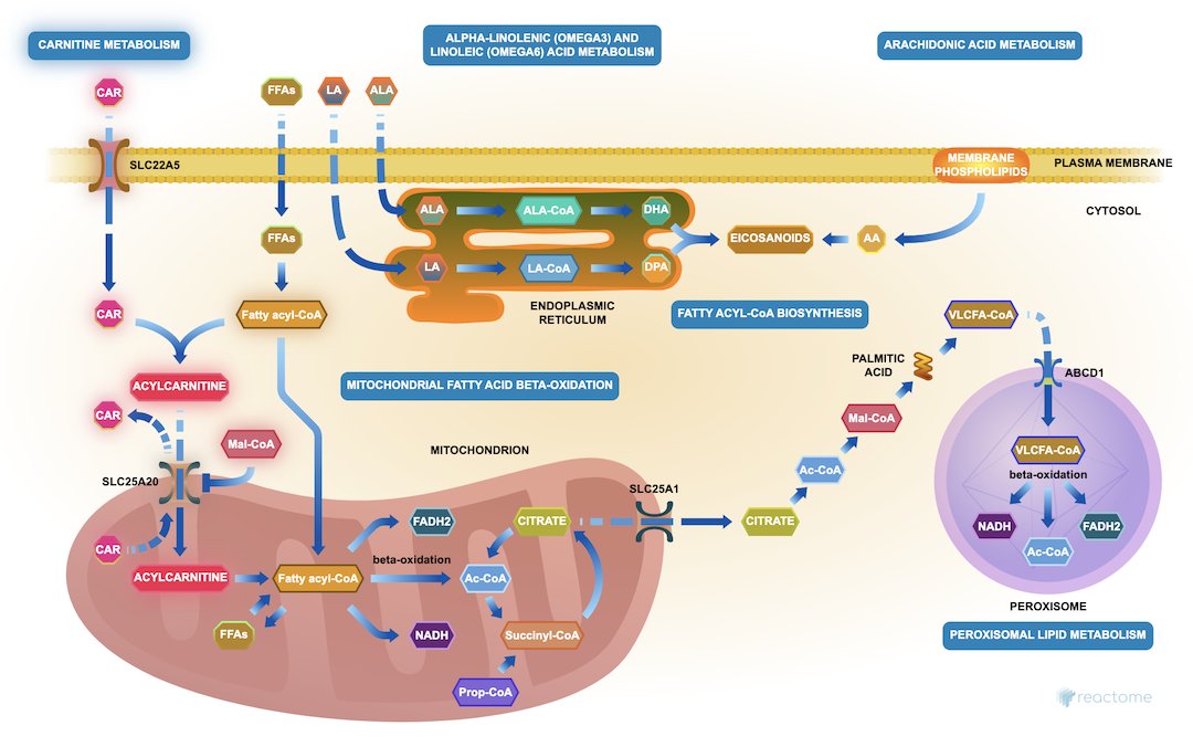 reactome's tweet photo. Our new (V71) data is now available @ https://t.co/SnzhsCiApU = 2325 human pwys &amp; 12770 rxns w/ 10870 proteins, 1863 small mols, 225 drugs &amp; 30721 lit refs. Integrated w/ #webservices &amp; #PathwayBrowser. #bioinformatics #graphdatabase #genomics #biology #dataviz #dataanalyisis https://t.co/D8Ue3Z8gkT