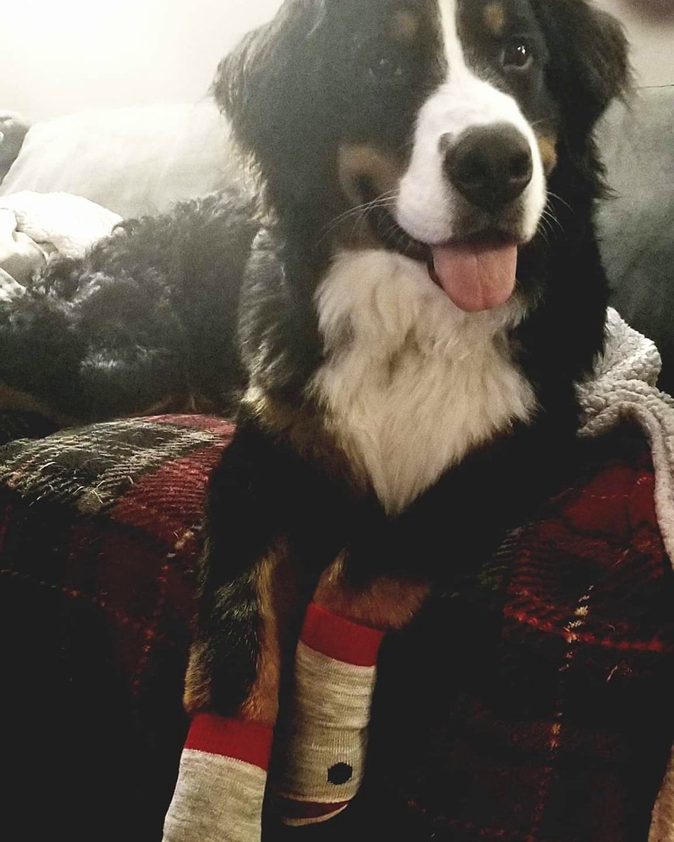 Bernese_Chloe's tweet image. Da cutest 👌🏼🐾😍 
Pup socks are such a fashion statement!
