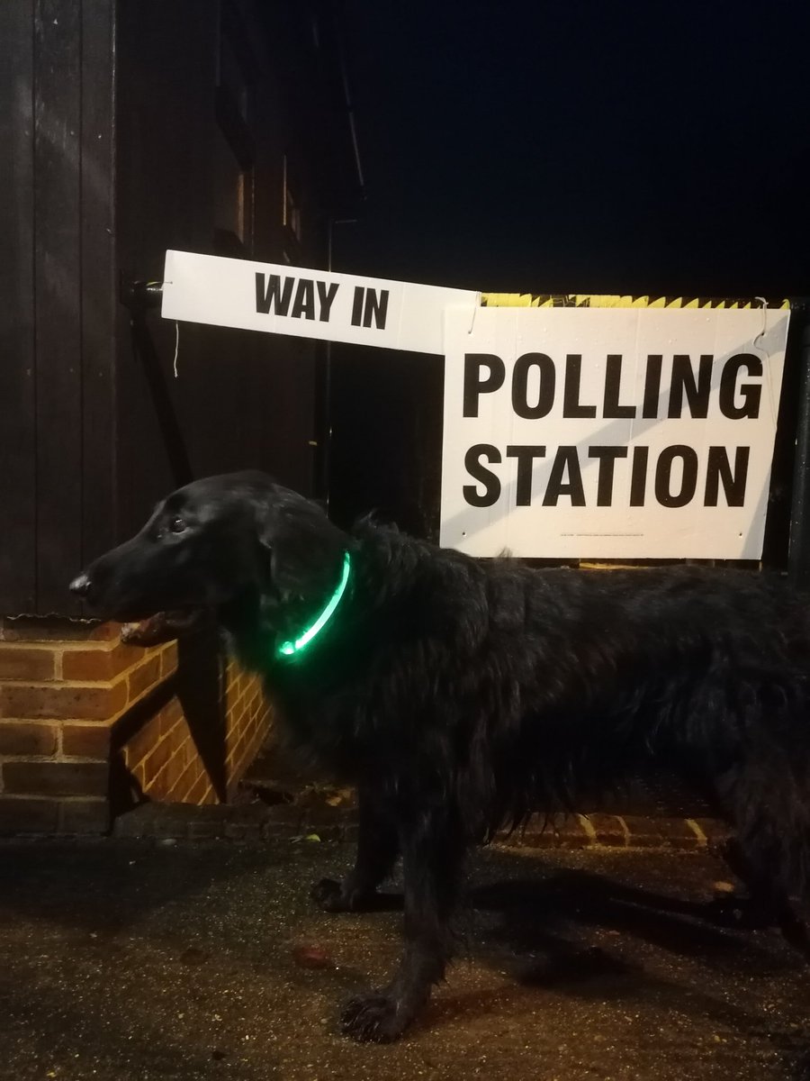 a_schaefferbmw's tweet photo. #dogsatpollingstations #flatcoatedretriever https://t.co/0XXEZPJi6D