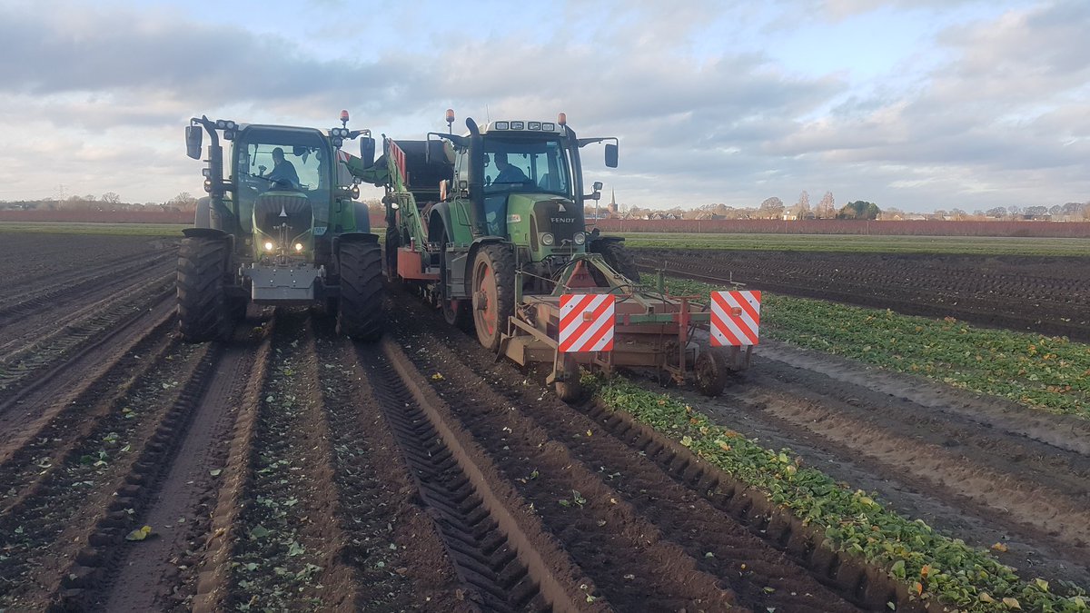 Vandaag de wachtbedplanten van Limalexia gerooid. Mooie zware en goed bewortelde planten! Naast wachtbedplanten en trayplanten hebben we hier komend jaar ook stekplanten en verse planten van beschikbaar!