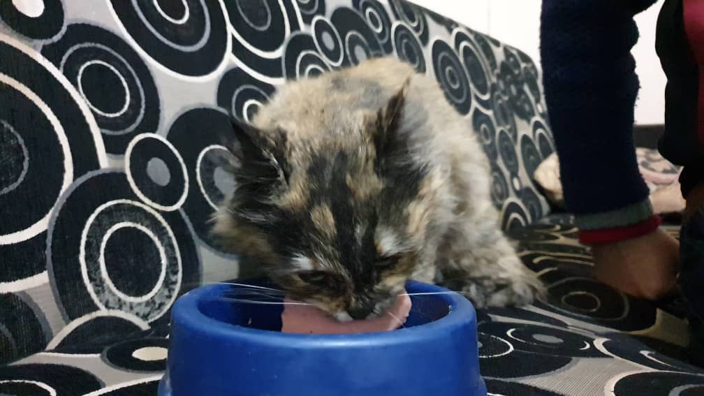SyrianSanctuary's tweet photo. Hello I’m Mila .. I joined Ernesto’s because my family want to know me far from their bombed town .
I miss my family but here there is also good food and many cuddle . https://t.co/beScJCqTRJ