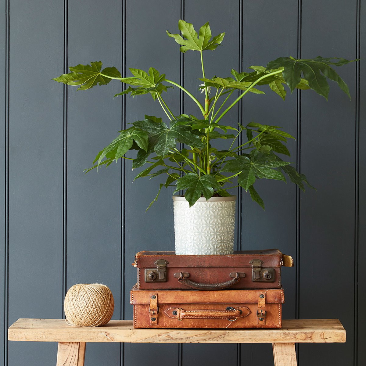 burgonandball's tweet photo. Running out of gift inspiration? A beautiful houseplant in a stylish post is always well-received - and right on trend, too. Find our indoor pots in good #grden centres, gift shops & https://t.co/2s0DCixPzY. #indoorgardening #christmasgiftideas https://t.co/80AQPQnXZ3