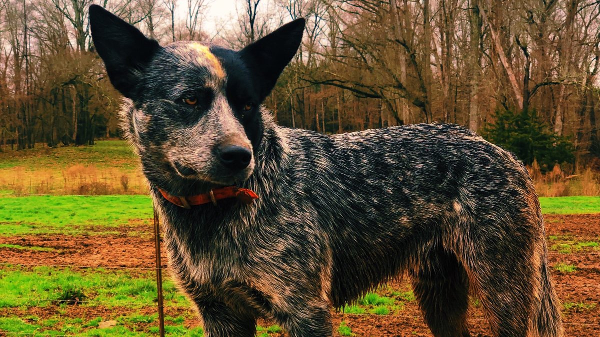 FarmBureau's tweet photo. This Cattle Collie works tirelessly for a pat on the head &amp; all the well water he can drink. He's his owner's protector, companion &amp; constant source of entertainment.

Does Smurf have what it takes to be Farm Dog of the Year’s People’s Choice? Like this post to vote for him. https://t.co/1Uayfcseg6