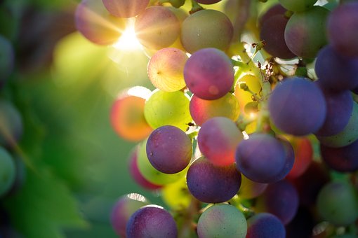 SoilAir's tweet photo. California Dreamin'... @foldedhills, @ledgevineyards, @kellerestate, @farellavineyard and @qtr_wines!  Bringing us some of that west coast sunshine in a bottle!   #pasorobles #centralcoastwines #santabarbarawines #sonomawines #napavalleywine   #organicwine #drinkcalifornia https://t.co/bHLTIh6YqE