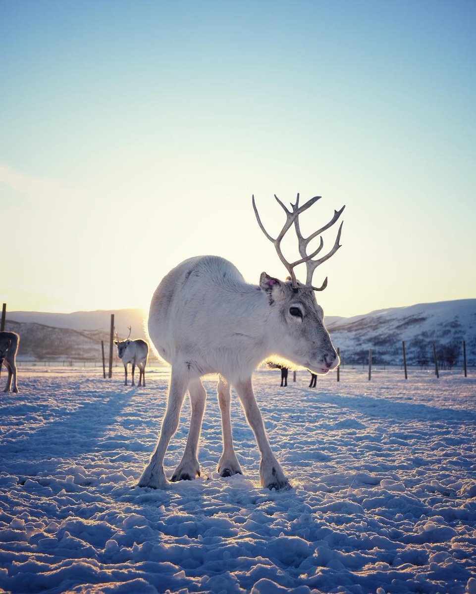 Tromsø, en Norvège, est une ville aux paysages polaires où l'on n'a pas encore vu passer le Père Noël, mais où l'on a définitivement croisé ses rennes aux bois de velours, entre deux aurores boréales... 

📸 Per Kristian Bergmo

#SITV #Tourisme #Voyage