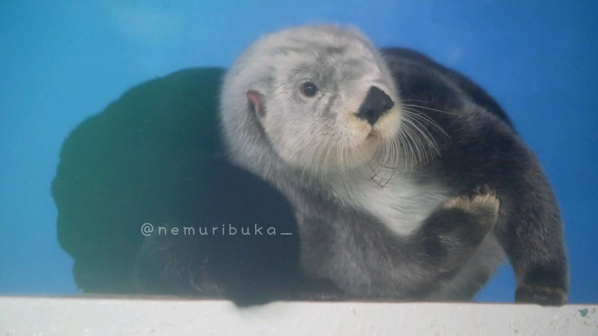 ネムリブカ 今年の漢字 をあらわすなら 毛 ですかね ラッコさんのもっふもふの毛 ペンギンさんのふかふかの羽毛に とっても癒された１年でした あっ それは毎年か もふ曜日 アドベンチャーワールド ラッコ キラ エンペラーペンギン