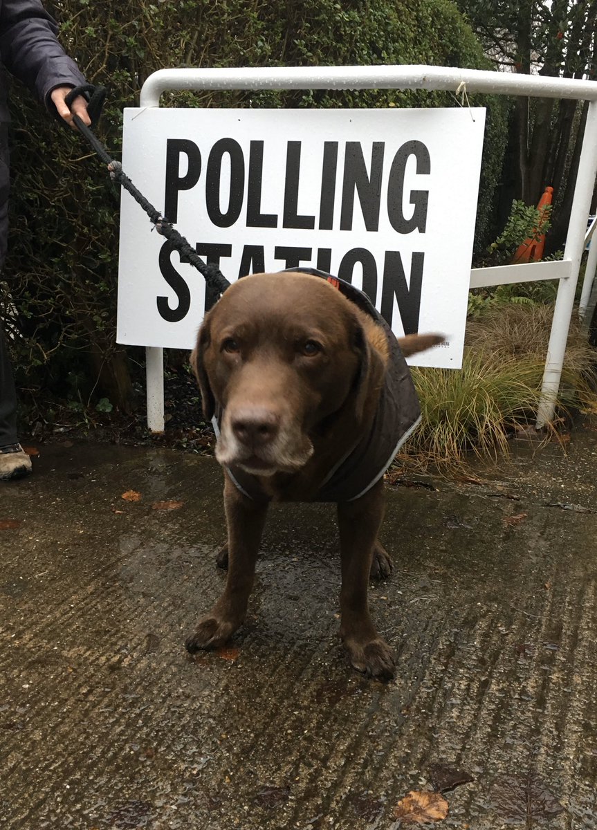 TillWallace's tweet photo. This senior baby endorses tactical voting to yeet the tories! Get out and vote everyone! #dogsatpollingstations https://t.co/L9yHpGP231