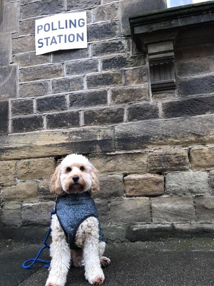 HuddersfieldSU's tweet photo. Cooper looks very proud to have accompanied his human to the polling station today! 🐶 

Share your #DemocraticDogs with us!

#dogsatpollingstations https://t.co/q30Ot8L2ZI