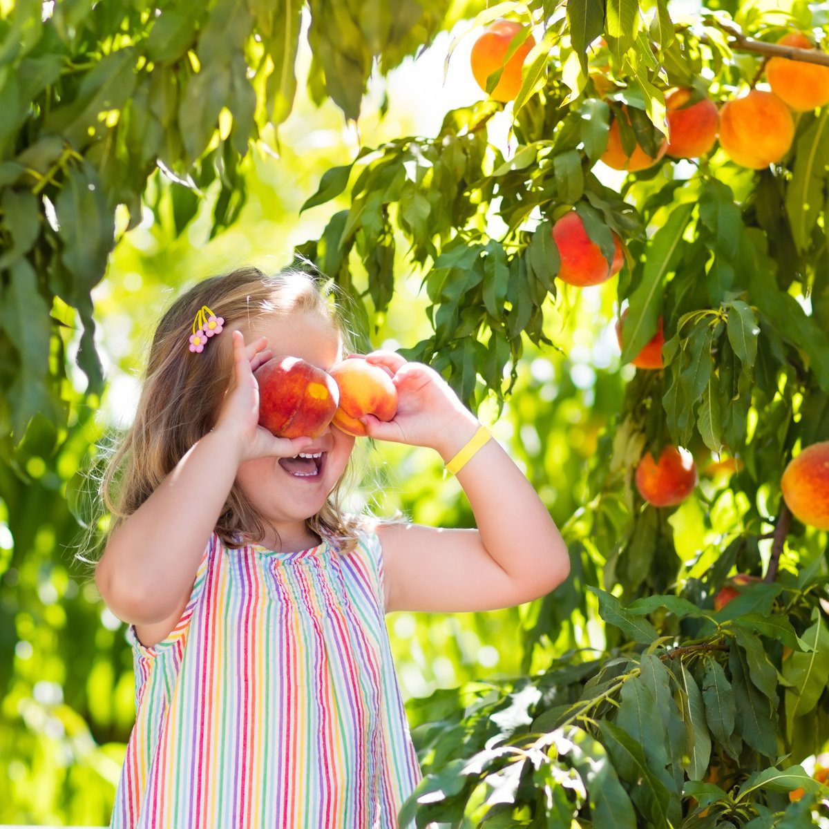 fjm_fr's tweet photo. En France, seuls 5 % des enfants et adolescents atteignent les 5 portions de #fruits &amp; #légumes par jour (400 g). Dans ce contexte, il est important d'encourager à la consommation de fruits et légumes sous toutes leurs formes. Les #JusdeFruits ont ainsi toute leur place. https://t.co/WxD7vxa3kQ