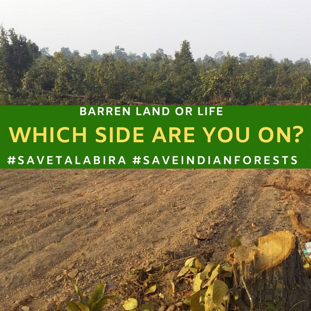 yashmarwah's tweet image. #SaveTalabira #SaveIndianForests
