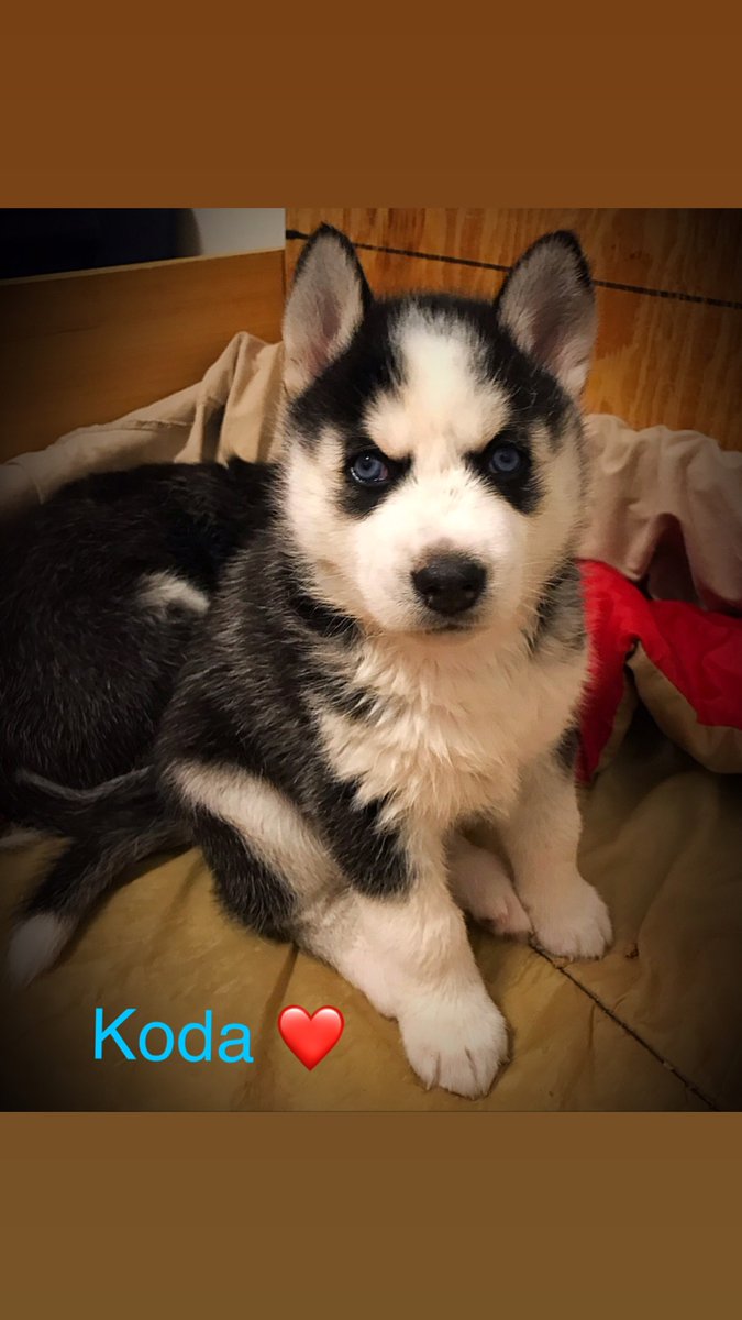 puppyfind siberian husky